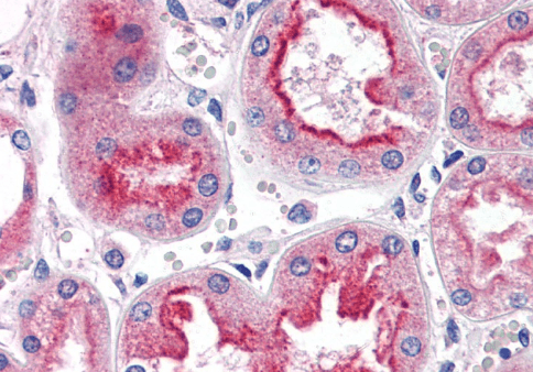 Goat anti-SMAD9 Antibody