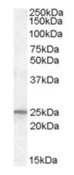 PGRMC1 antibody