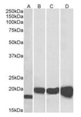 Goat anti-SOD1 Antibody