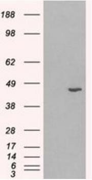 HSD3B1 antibody