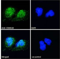 Goat anti-Casein Kinase 1, delta Antibody
