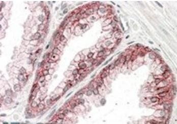 Goat anti-Catenin alpha1 Antibody