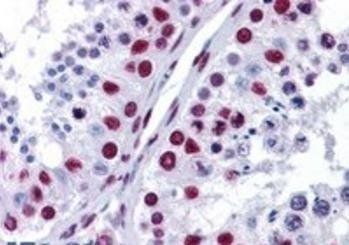 Goat anti-NONO / p54NRB Antibody