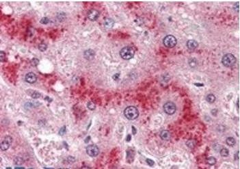 Goat anti-Leptin Receptor Antibody