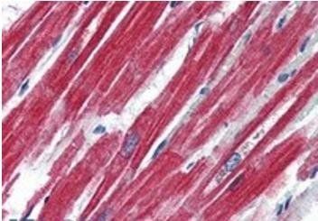 Goat anti-Leptin Receptor Antibody