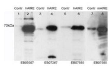Goat anti-AIRE Antibody