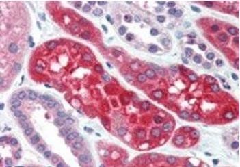 Goat anti-Ezrin / villin 2 Antibody