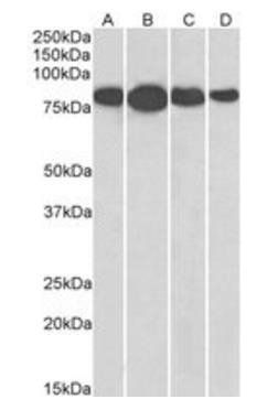 Goat anti-Radixin Antibody