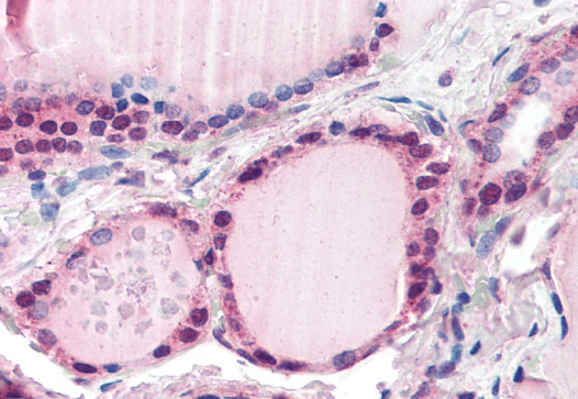 Goat anti-FBXL3 Antibody