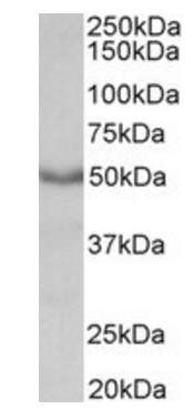 Goat anti-M1 mAChR / CHRM1 Antibody