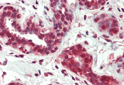 Goat anti-Nur77 / TR3 (isoform a) Antibody
