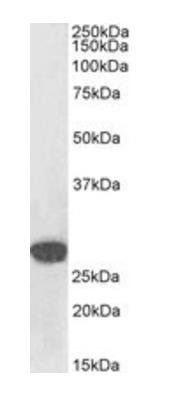 Snail homolog 1/SNAI1, Biotinylated Antibody