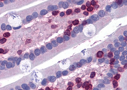 Goat anti-FLAP / ALOX5AP (internal) Antibody