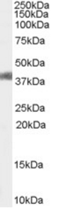 Goat anti-AGTR1 / AT1 Antibody
