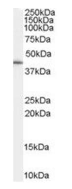 Goat anti-GATA5 Antibody