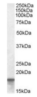 Goat anti-AGR2 Antibody