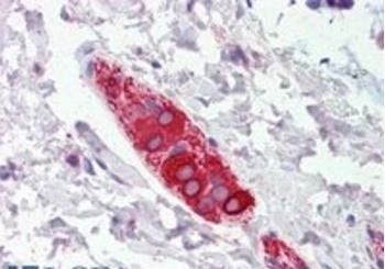 Goat anti-FEZ1 / Zygin 1 Antibody