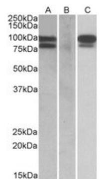 Goat anti-PCSK9 (aa164-175) Antibody