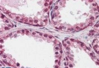 Goat anti-FOXP2 (internal) Antibody