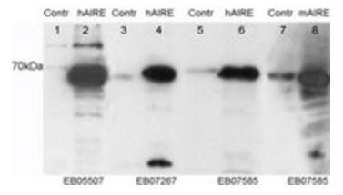 Goat anti-AIRE Antibody