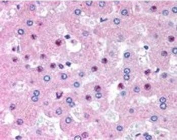 Goat anti-C14orf68 (aa242-254) Antibody