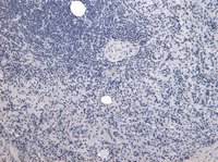 Goat anti-P4HA1 Antibody