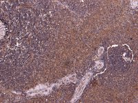 Goat anti-P4HA1 Antibody