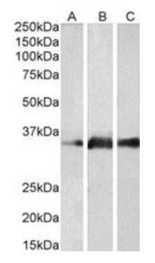 Goat anti-KLK5 Antibody