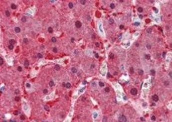 Goat anti-Argininosuccinate synthetase 1 Antibody