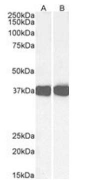 arg1(rat) antibody