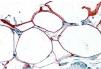 Goat anti-S3-12 / KIAA1881 Antibody