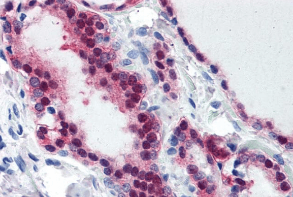 Goat anti-TIA1 Antibody