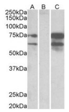 Goat anti-Neurexin 1 Antibody