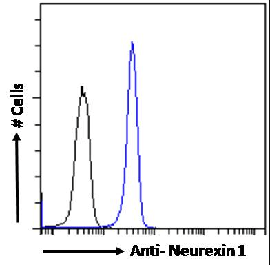 Goat anti-Neurexin 1 Antibody