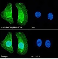 PPARGC1A antibody