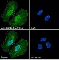 PPARGC1A antibody