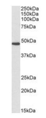 Fumarase/FH, Biotinylated Antibody