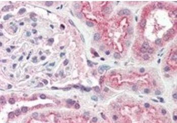 Goat anti-Ogg1 (mouse) Antibody