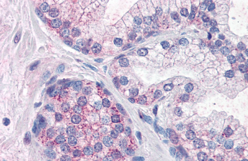 Goat anti-PDE11A Antibody