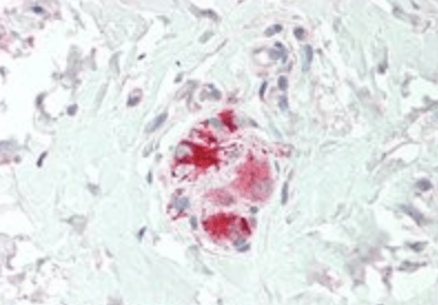 Goat anti-Neurturin Antibody