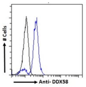 Goat anti-DDX58 Antibody