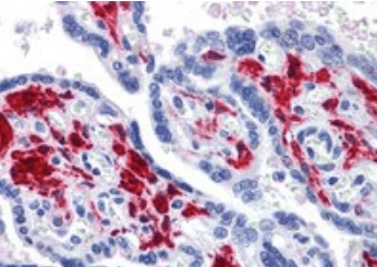 Goat anti-DDX58 Antibody