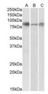 Goat anti-DLL4 Antibody
