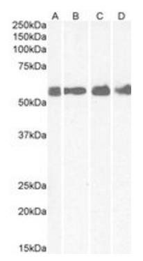 CRHR1 antibody