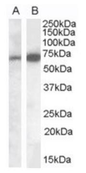 Goat anti-CADM4 (internal) Antibody