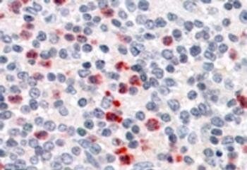 Goat anti-PGRP-S Antibody