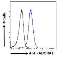 ADORA1 antibody