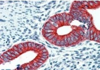 Goat anti-EPB41L2 / 4.1G (aa 593 to 604) Antibody