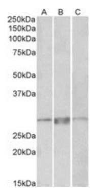 Goat anti-PRRX1 Antibody