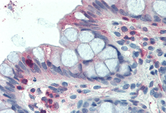 Goat anti-LASP1 (internal region) Antibody